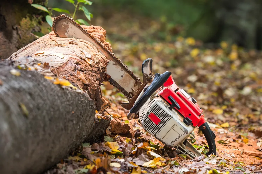 Tree Services