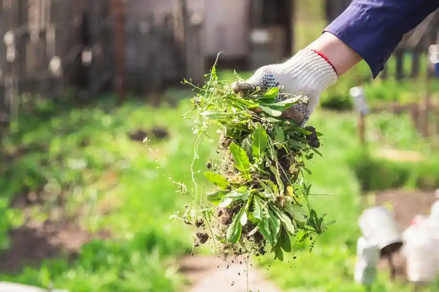 Weeding Services