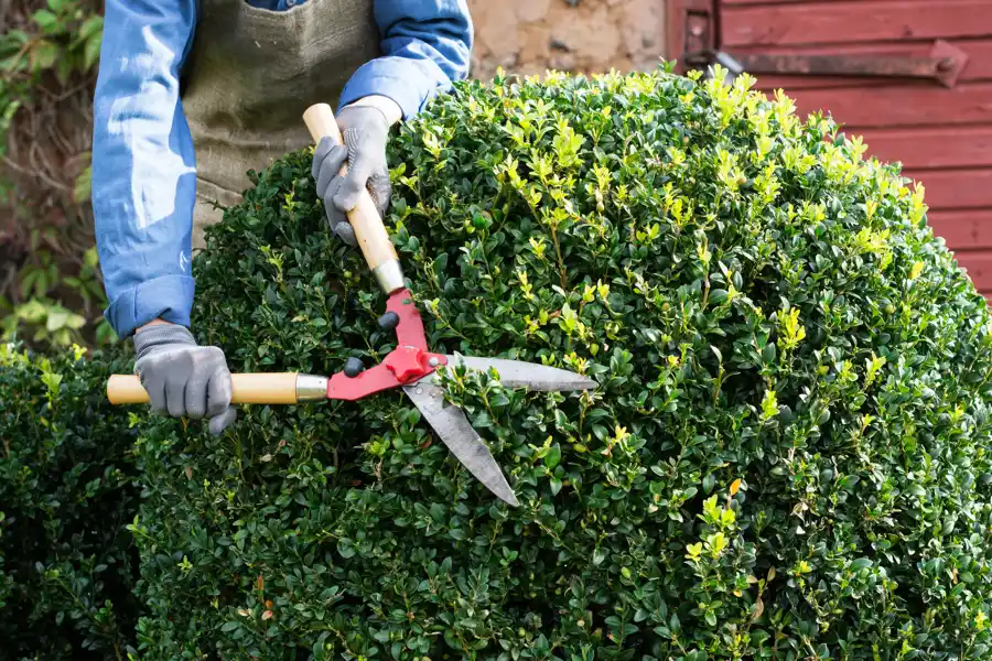 Weekly and Monthly Yard Services